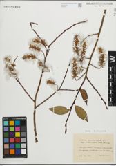 Foto von Salix pentandra L.